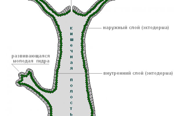 Линк кракена